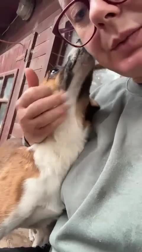 Mixed Breed dogs for adoption: Loving home needed for beautiful Tina  - Video 1