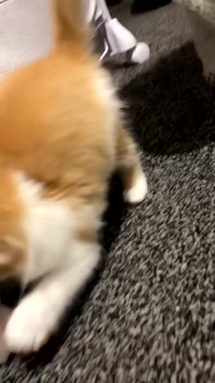 British Longhair cats for sale: 9 week old kitten  - Video 4