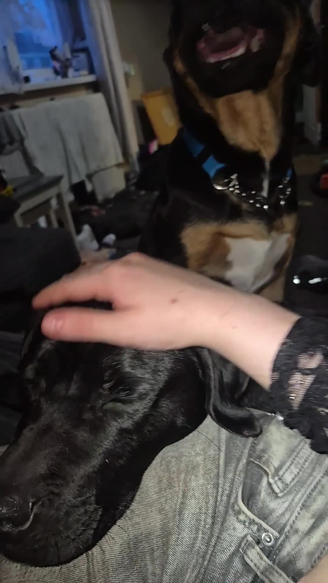 Mixed Breed dogs for sale: Lab x Staff - OPEN TO OFFERS - Video 2