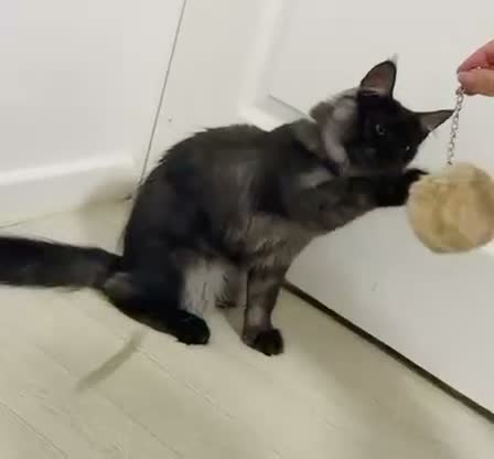 Maine Coon cats for sale: TICA ACTIVE REGISTERED MAINE COON  in Bradford - Video 1