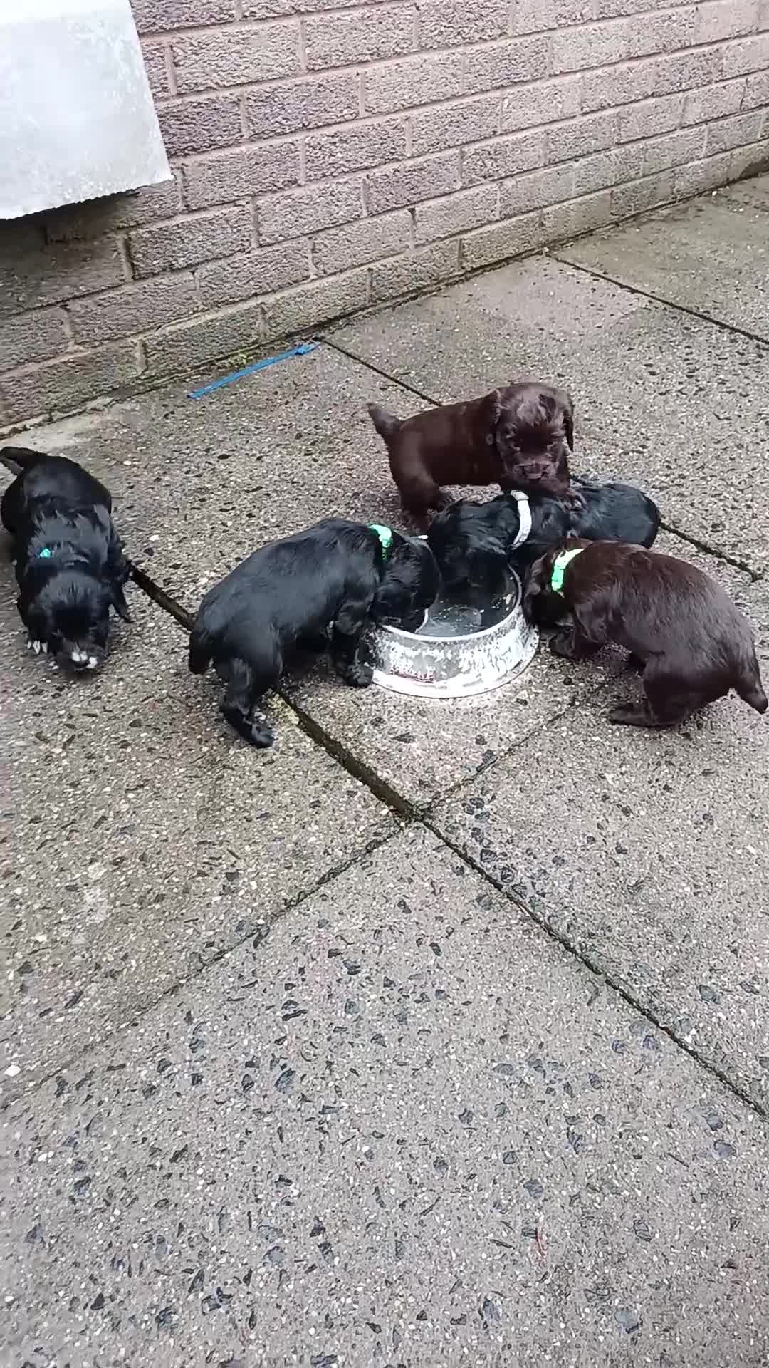 Cocker Spaniel dogs for sale: 1 DOCKED, KC REG. COCKER BOY READY TO LEAVE NOW!! - Video 4