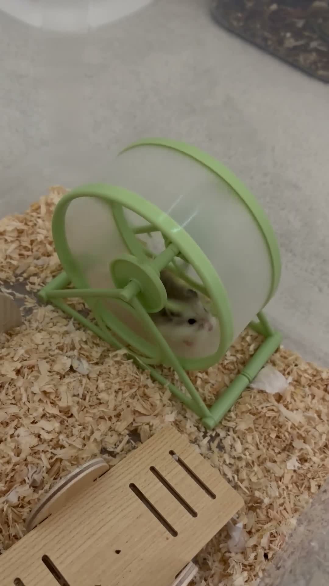 Hamster rodents for sale: 🐹 25-Day-Old Roborovski Dwarf Hamster 🐹 - Video 3