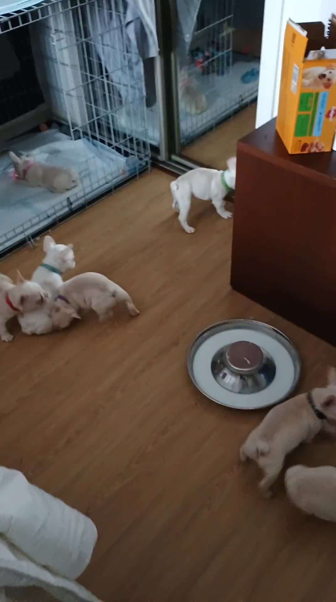 French Bulldog dogs for sale: Quality chunky French bulldog fluffy carriers  - Video 2