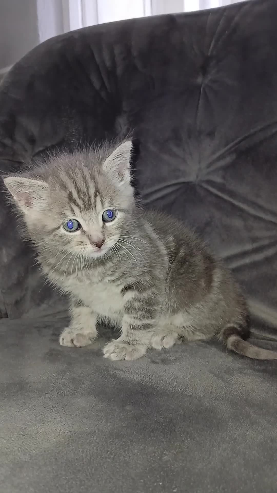 Mixed Breed cats for sale: Grey tabby kitten - Video 1