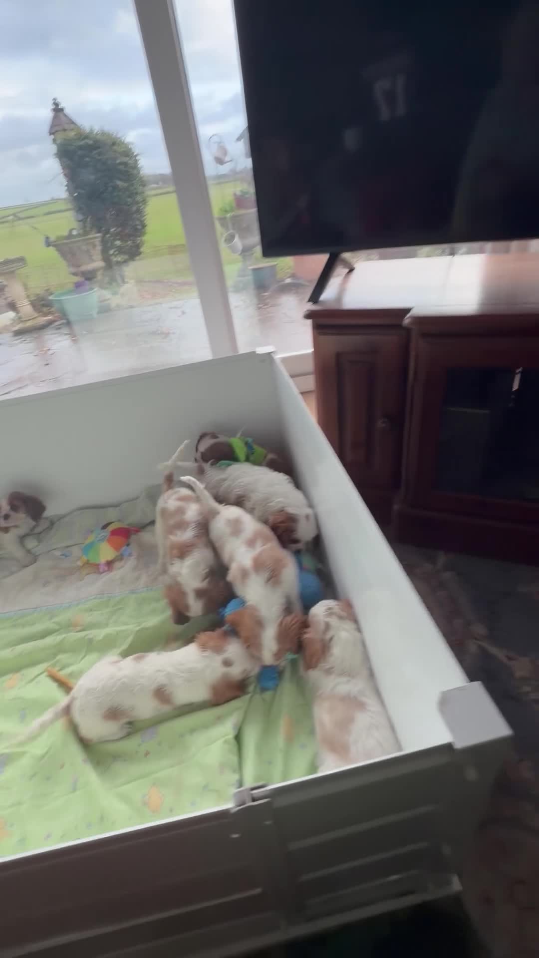 Cavalier King Charles Spaniel dogs for sale: Kc registered cavalier king charles puppies - Video 1