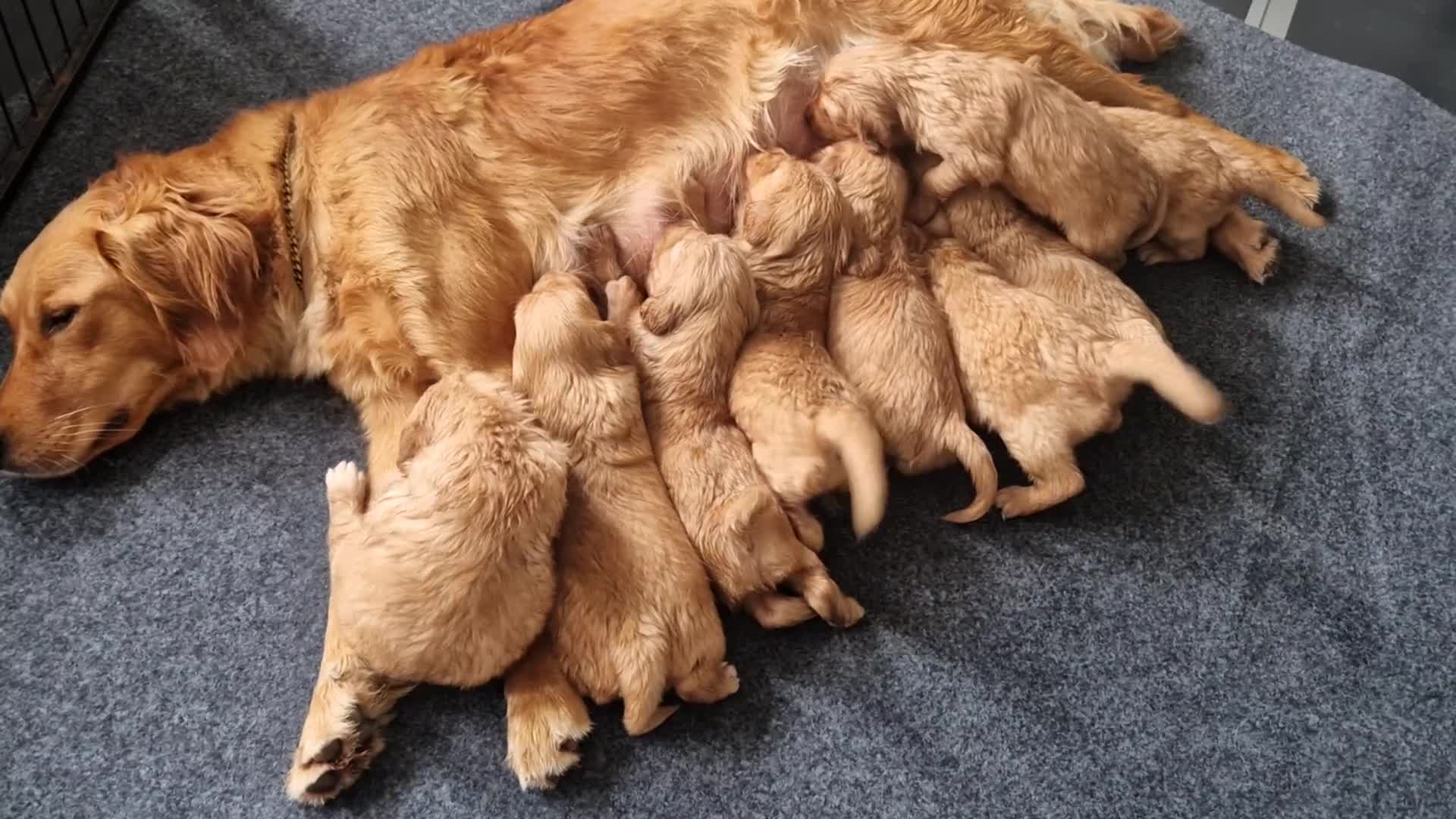 Golden Retriever dogs for sale: Red pups KC Registered Golden Retriever in Oxted - Video 3