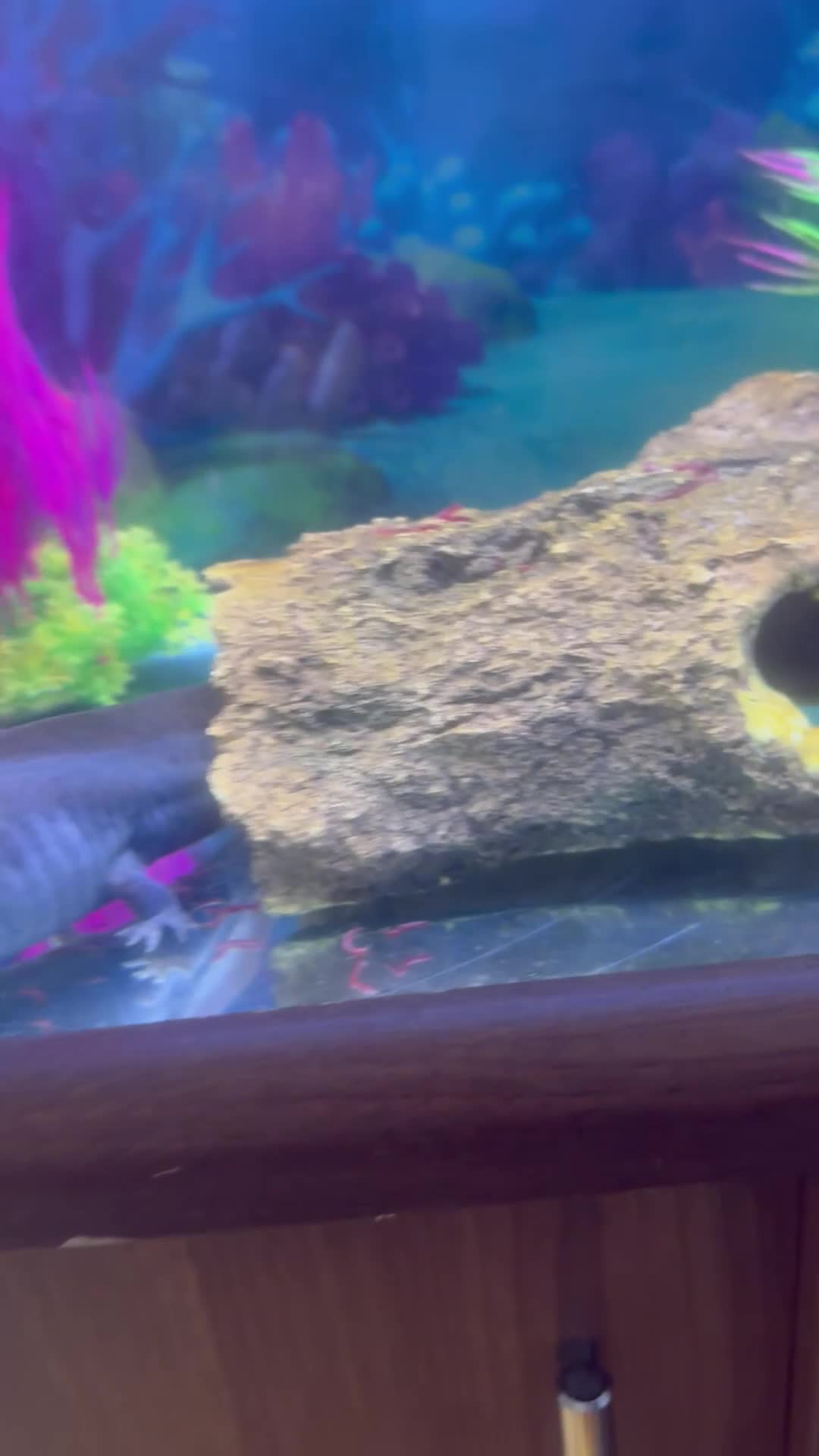 Axolotl reptiles for sale: Two female axlotls and tank set up  in Prestatyn - Video 3