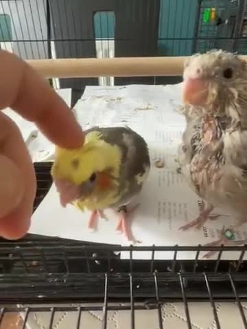 Cockatiels birds for sale: Male Handreared Young cockatiels for reserving  - Video 1