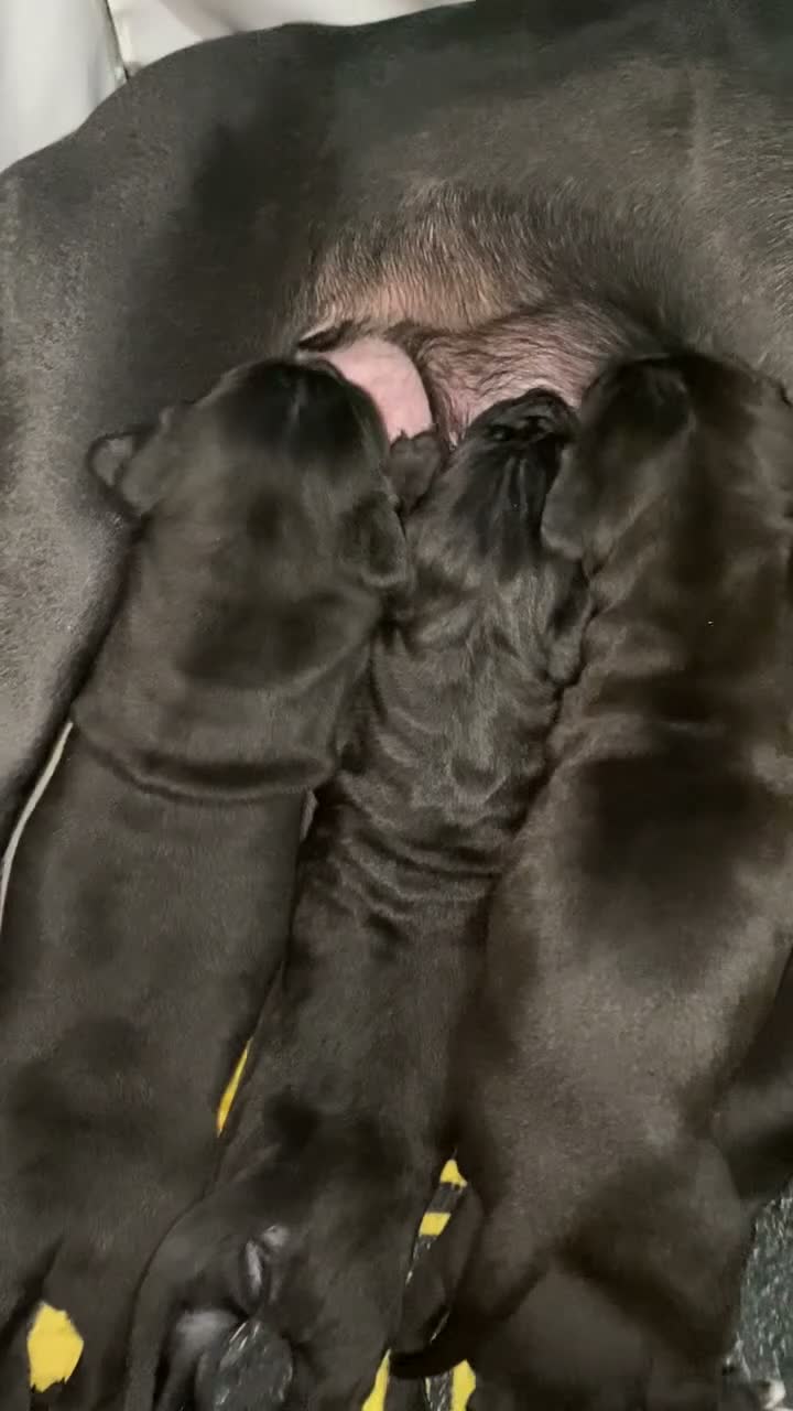Cane Corso dogs for sale: X4 female cane corso  - Video 3