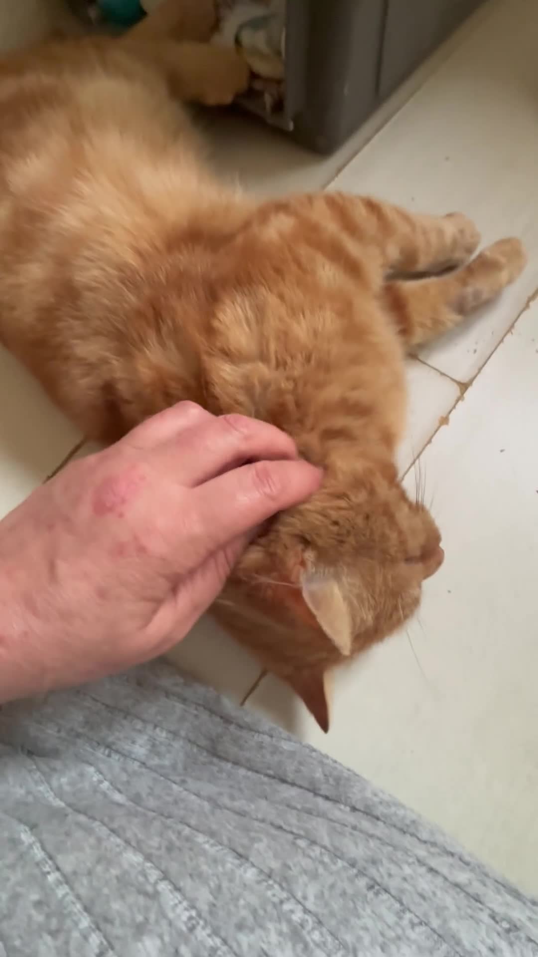 Mixed Breed cats for adoption: Adopt from- Cats in Crisis East London  - Video 1