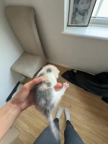Scottish Fold cats for sale: there’s 3 for sale  - Video 1