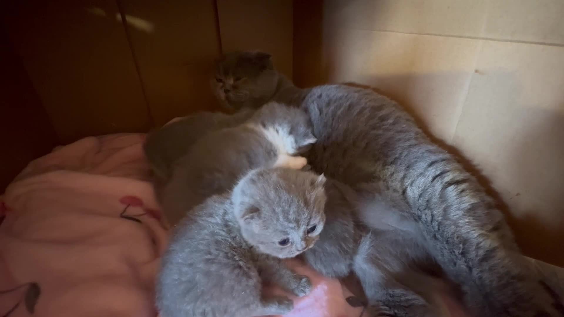 Scottish Fold cats for sale: Beautiful Scottish Kitten, Tica registered - Video 1
