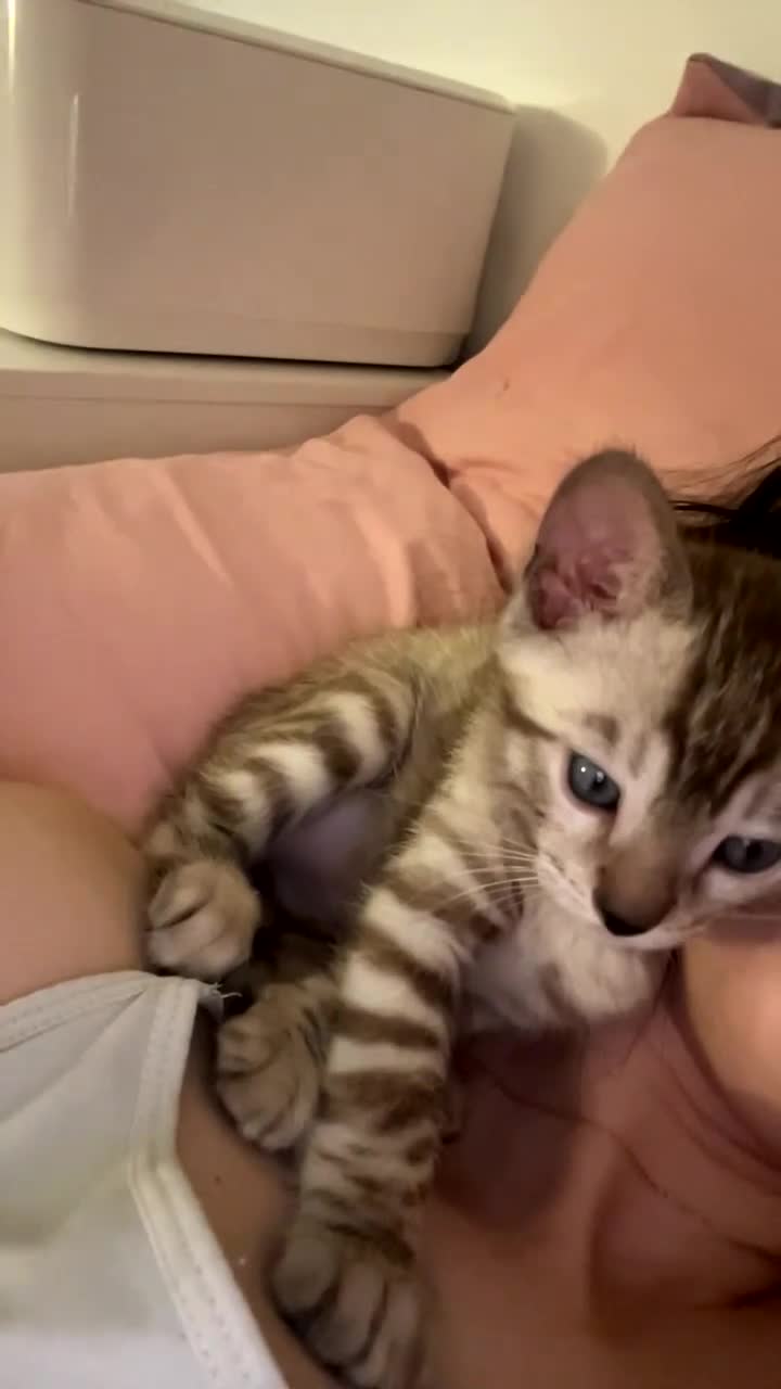 Bengal cats for sale: Bengal kitten - Video 2