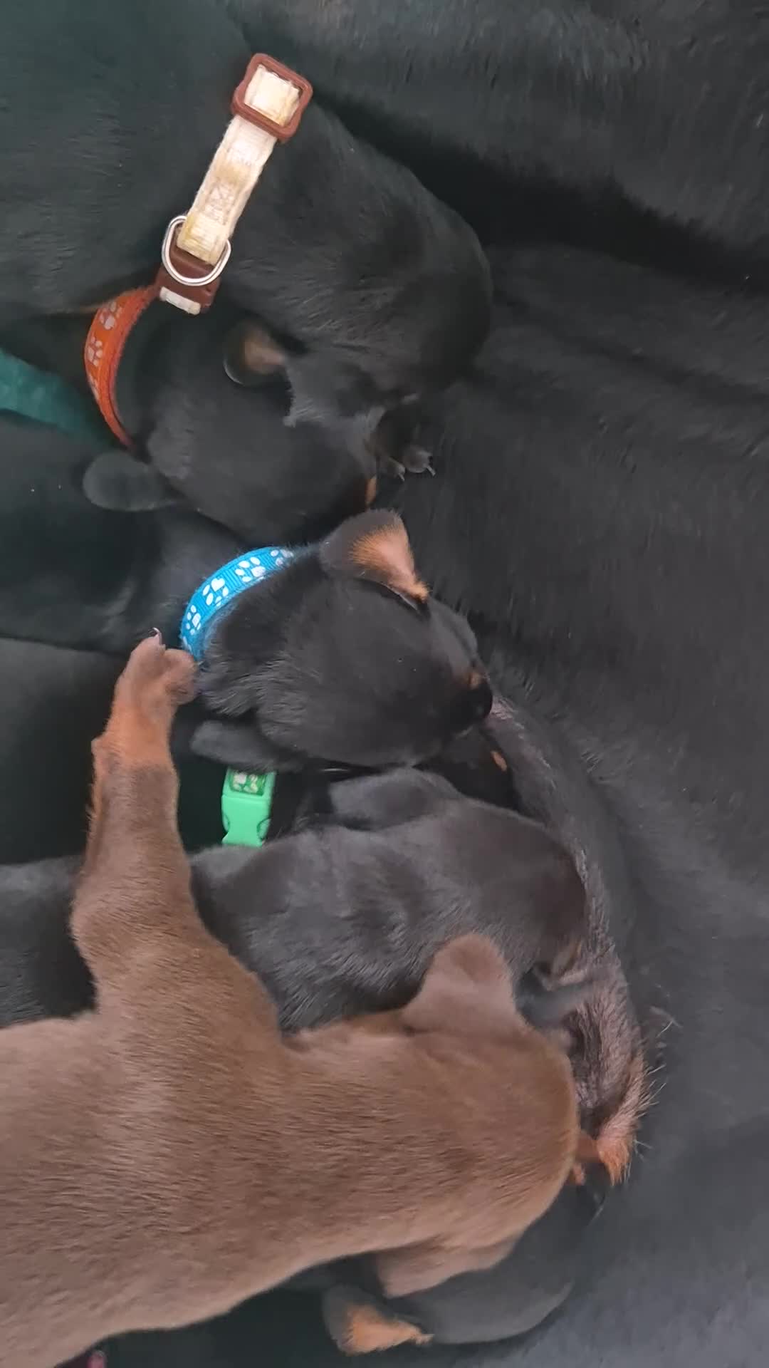 Dobermann dogs for sale: ⭐️⭐️⭐️⭐️⭐️ KC Reg European Dobermann puppies - Video 1