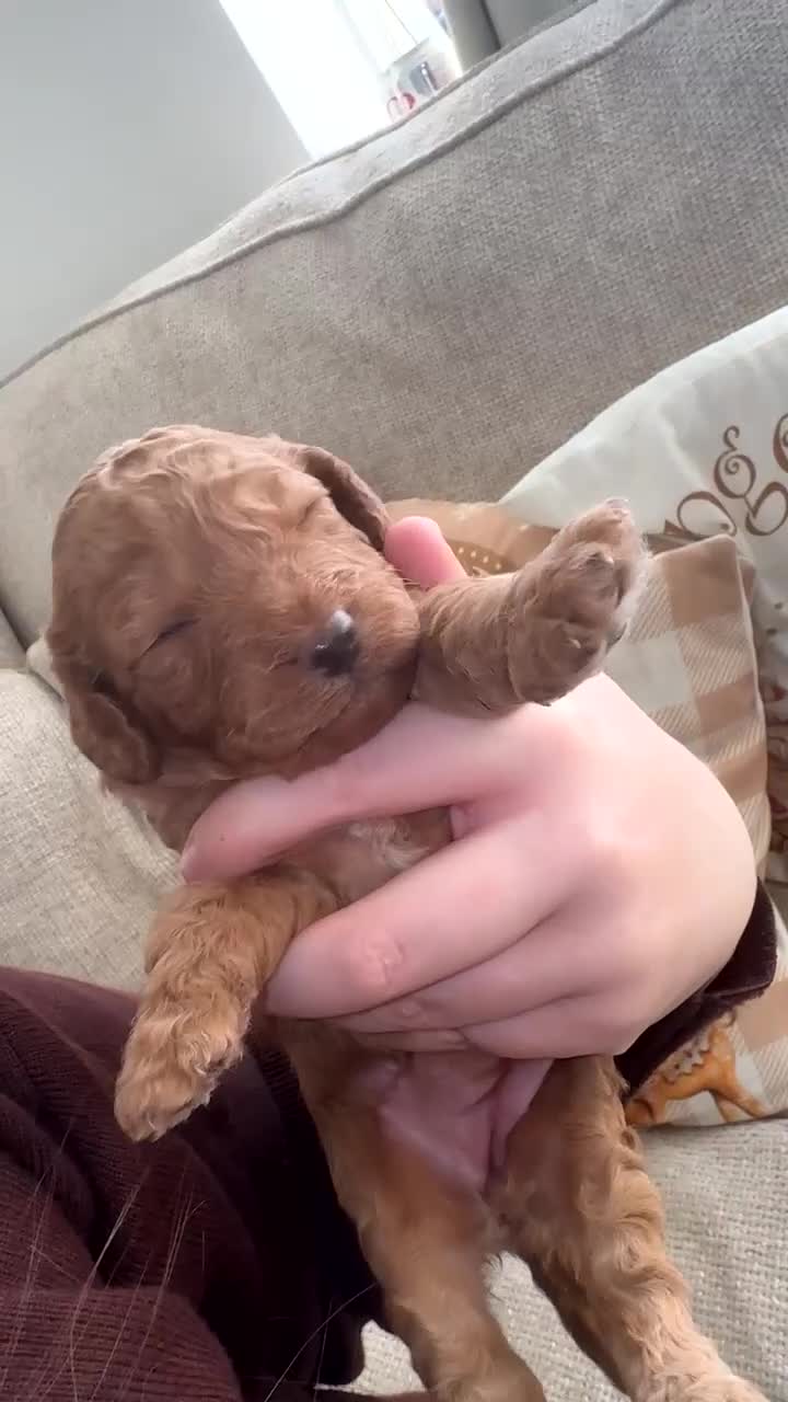 Cockapoo dogs for sale: Cockapoo puppy’s  - Video 4