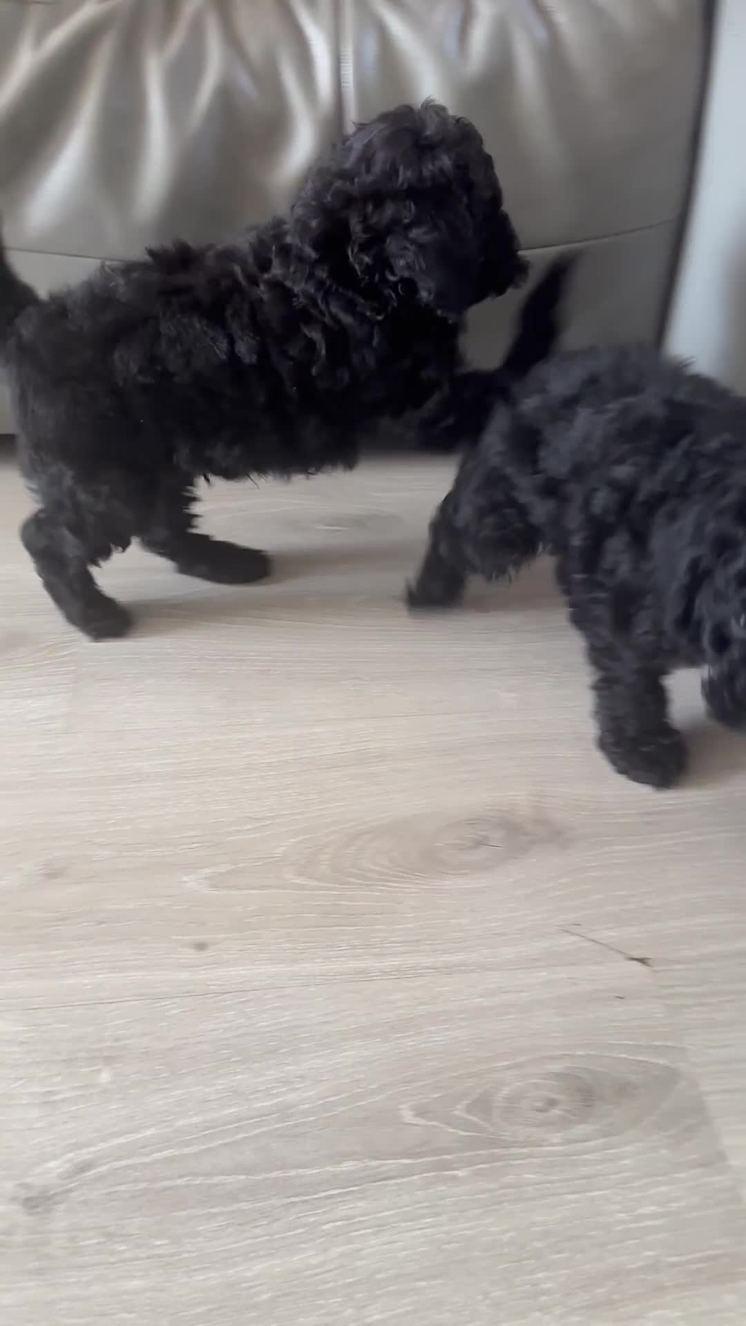 Toy Poodle dogs for sale: Pure Black Toy Poodles Puppies £700  - Video 5