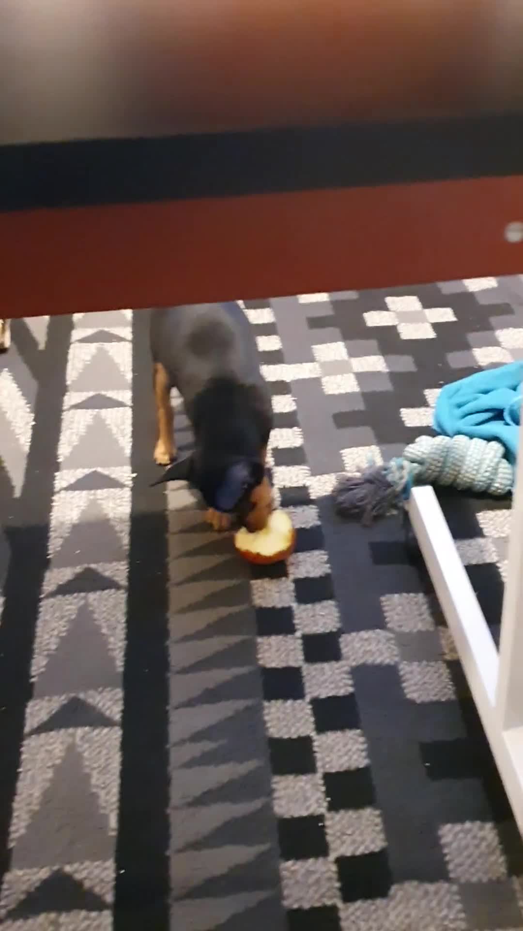 Miniature Pinscher dogs for sale: Miniature Pinscher puppies, KC registered - Video 1