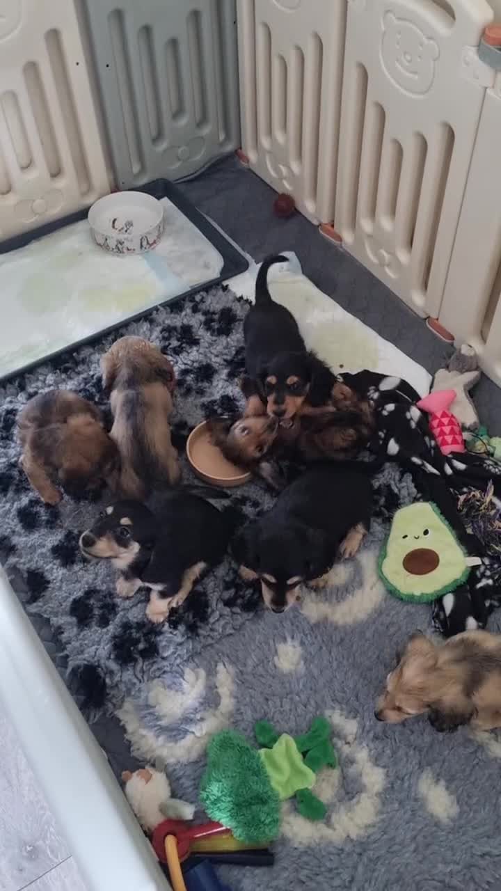 Miniature Dachshund dogs for sale: 🌟KC reg.Miniature LH Dachshund Puppies 🌟  - Video 4