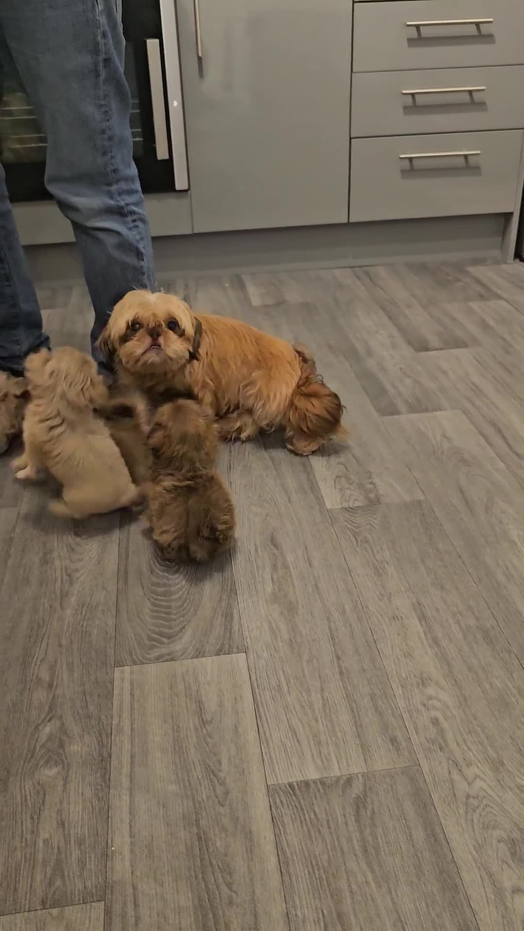 Shih Tzu dogs for sale: Beautiful shih tzu puppies  - Video 1