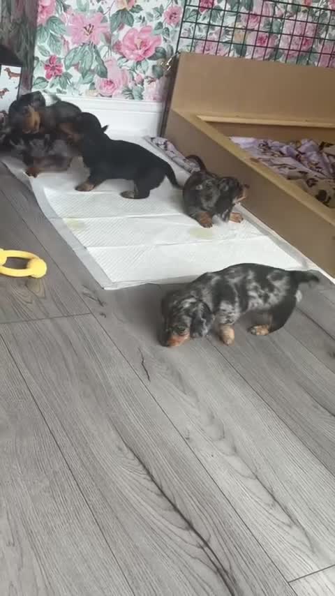 Dachshund dogs for stud: Dachshund for stud  - Video 2