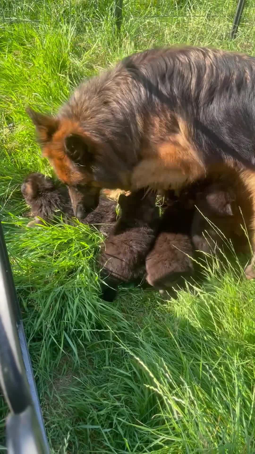 German Shepherd dogs for sale: German Shepherd pups KCRegistered/hip&elbow scored - Video 2
