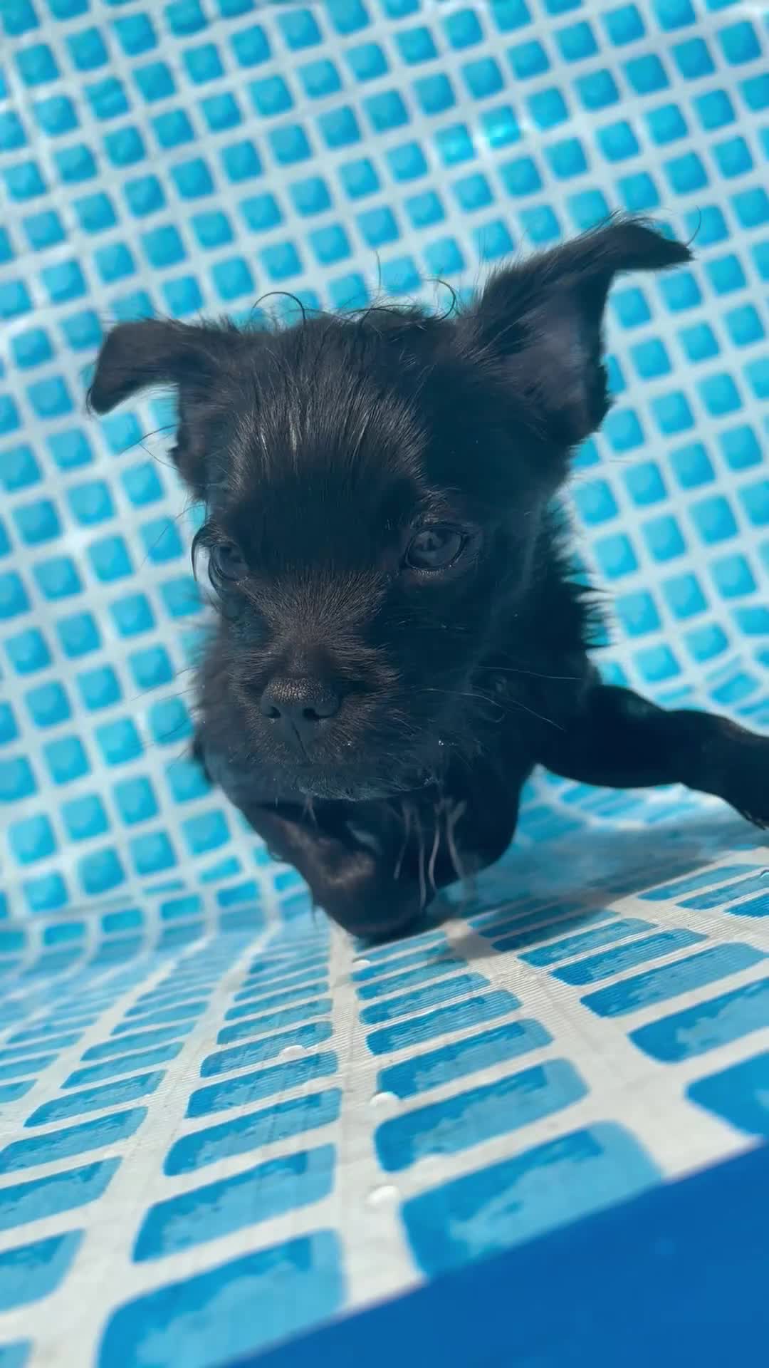 Mixed Breed dogs for sale: Lovely little Denzel - Video 3