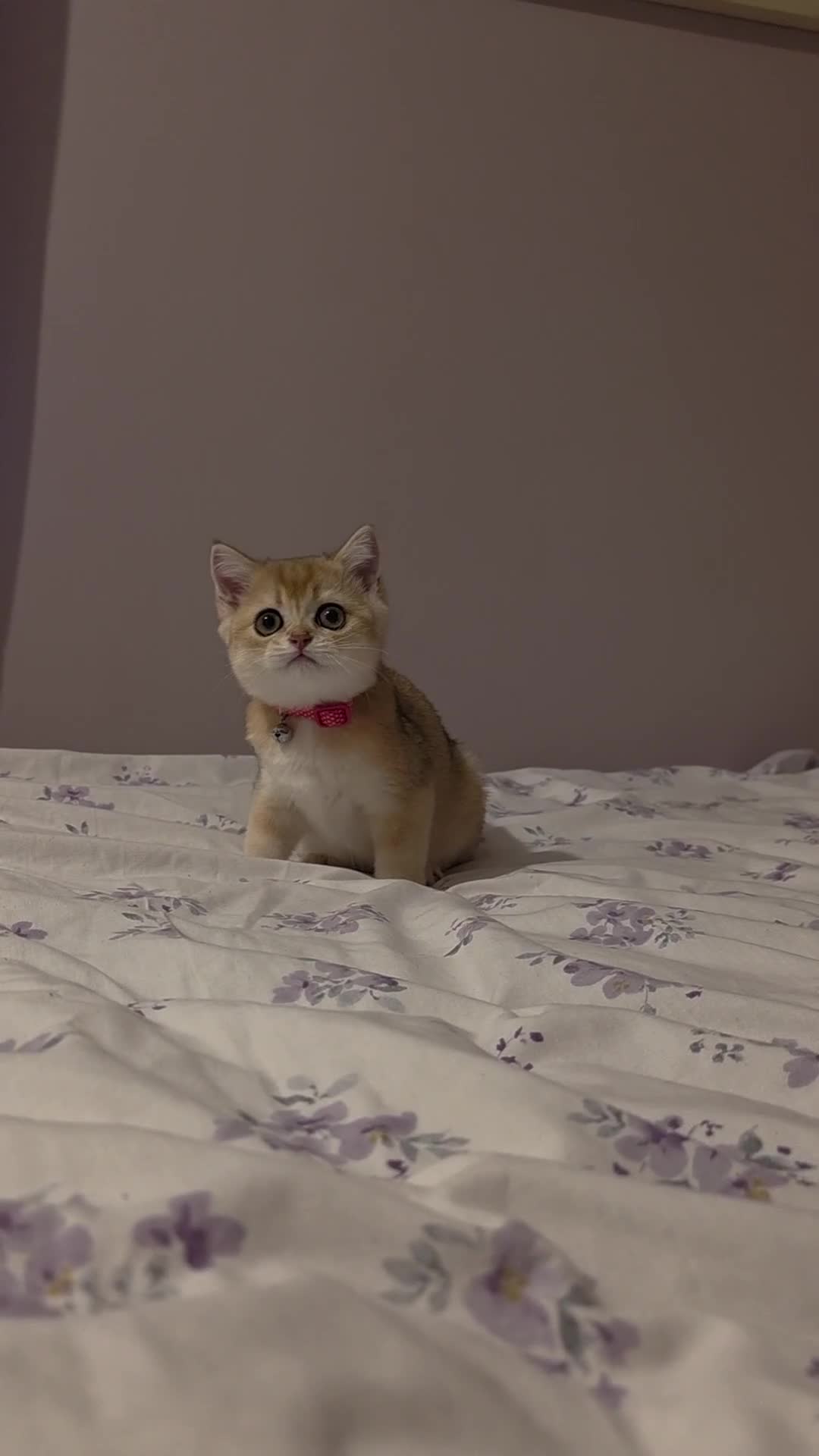 Scottish Fold cats for sale: Purebred Golden chinchilla TICA registered - Video 4