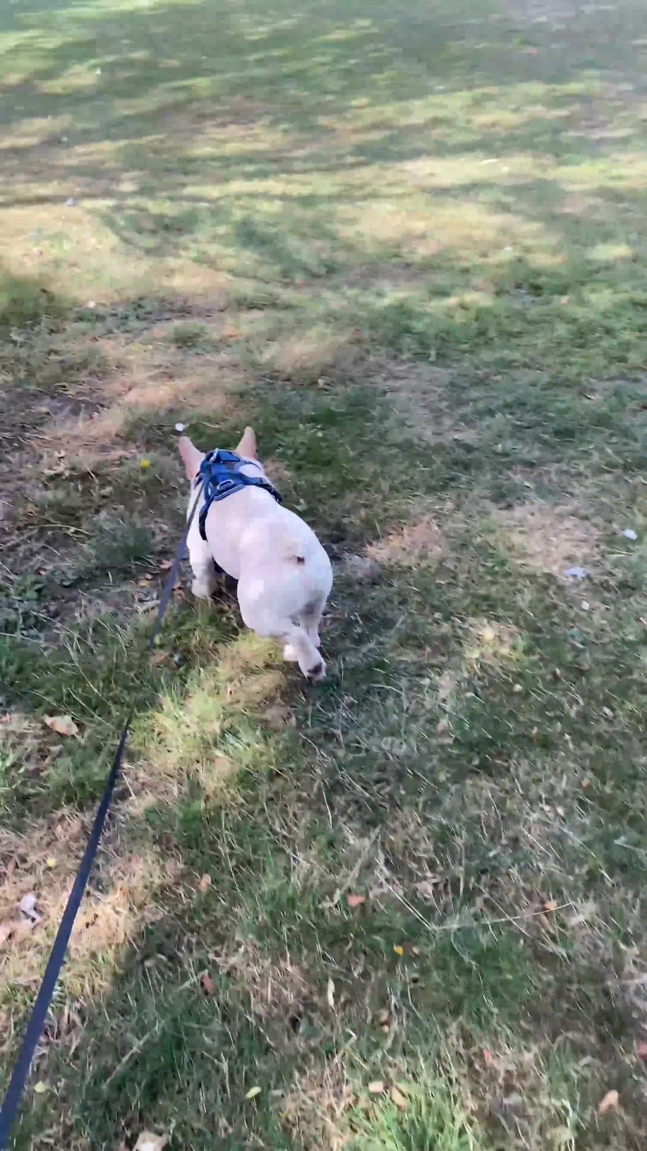 French Bulldog dogs for sale: Male French Bulldog For Rehoming (Mylo) 🐾 - Video 1