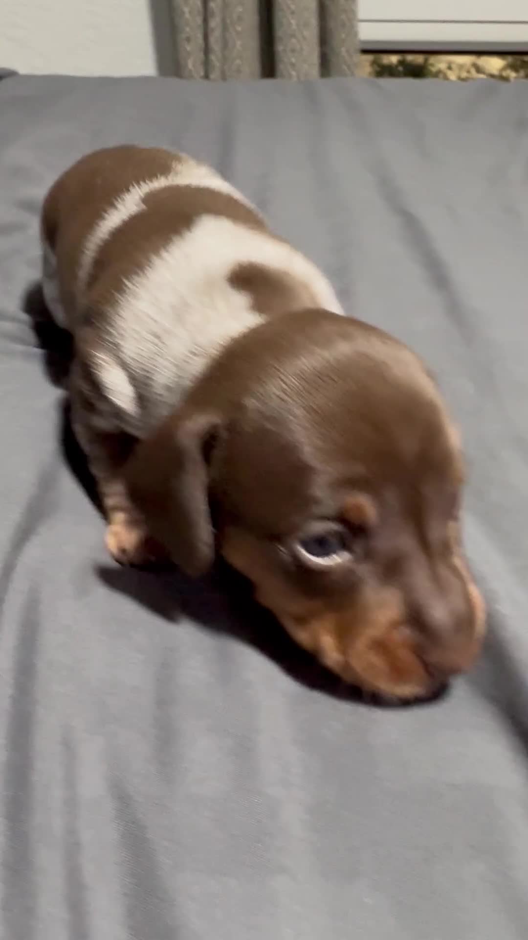 Miniature Dachshund dogs for sale: Beautiful boy - Video 1