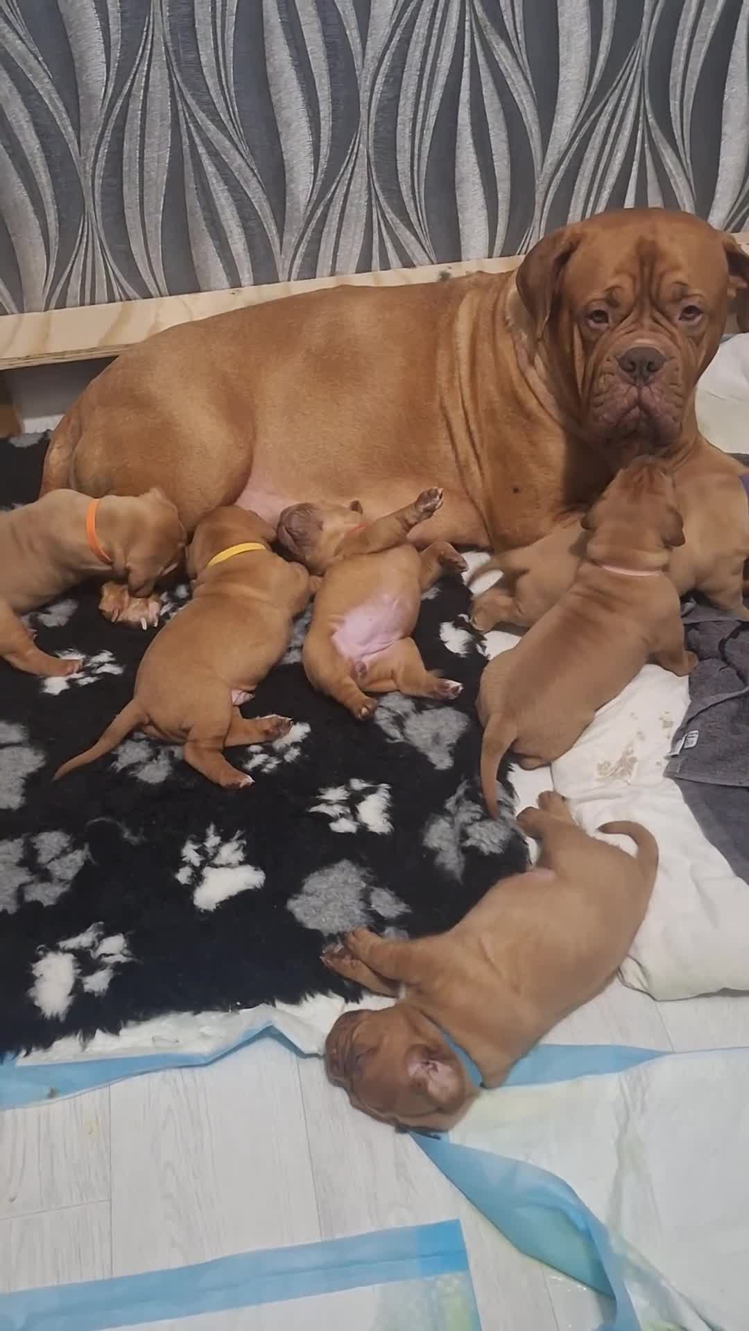 Dogue De Bordeaux dogs for sale: Dogue De Bordeaux Puppies-Champion Bloodlines - Video 2