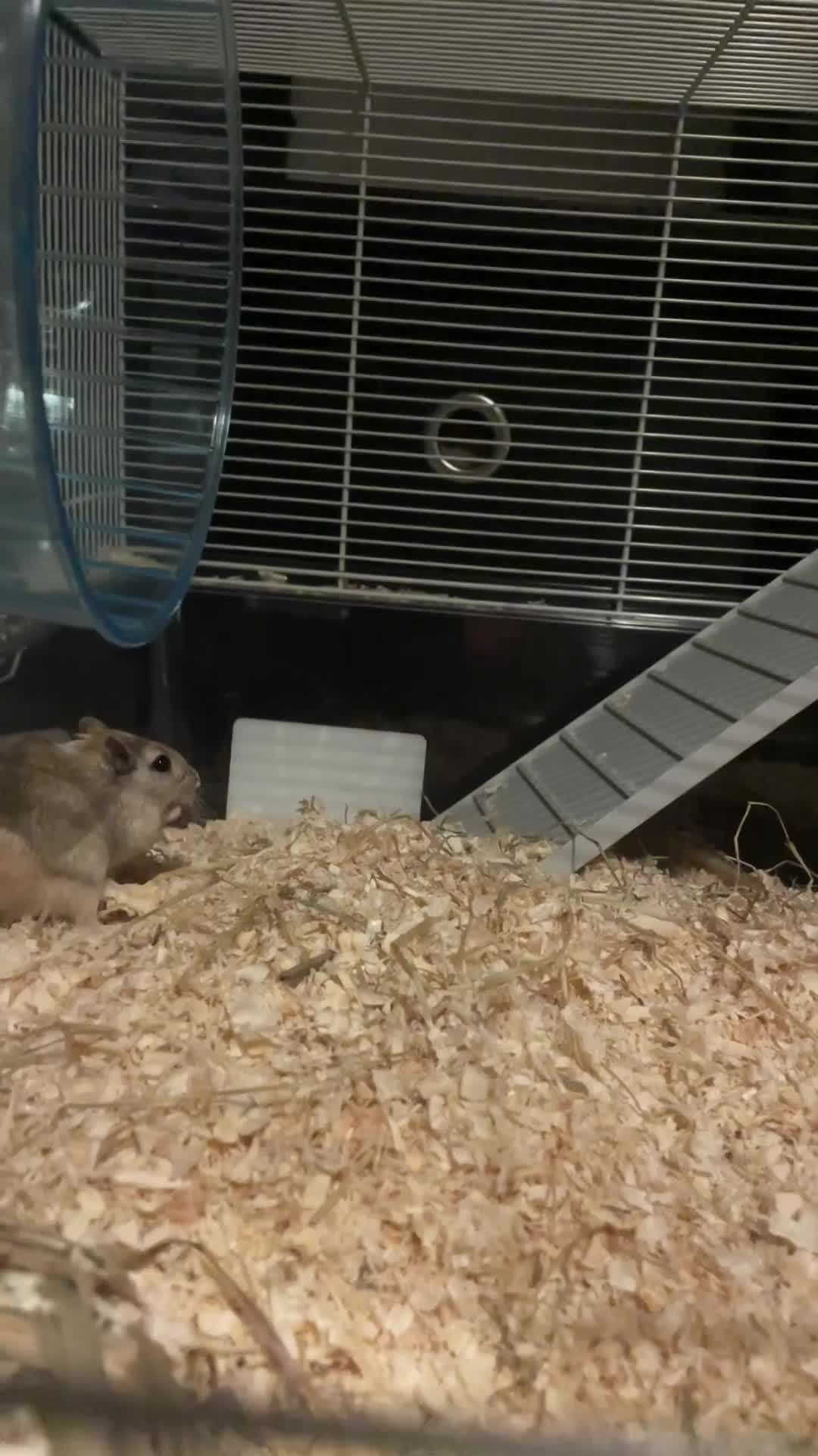 Gerbil rodents for sale: Female gerbils - Video 1