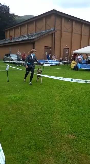 Weimaraner dogs for stud: AMERICAN BOY Gray Arrow - STUD in Edinburgh - Video 2