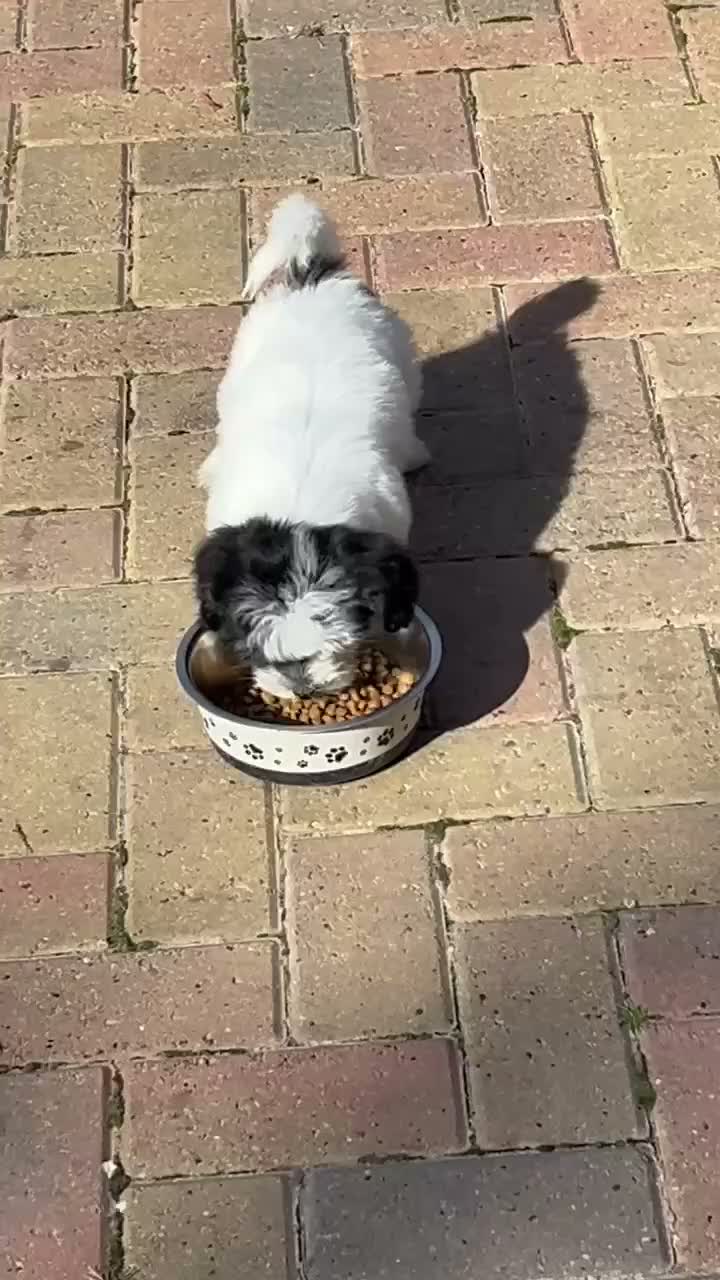 Havanese dogs for sale: Beautiful KC Registered Havanese Puppies - Video 1
