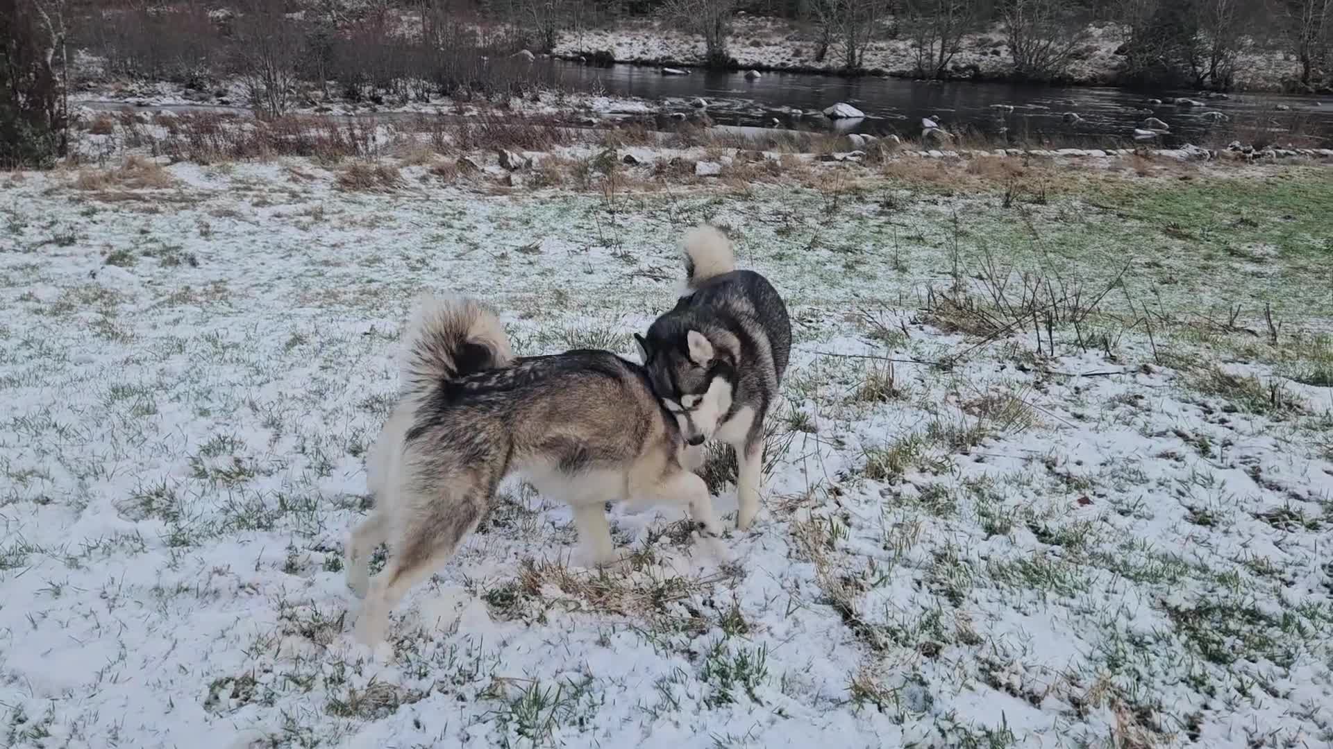 Alaskan Malamute dogs for sale: Litter B  - Video 1