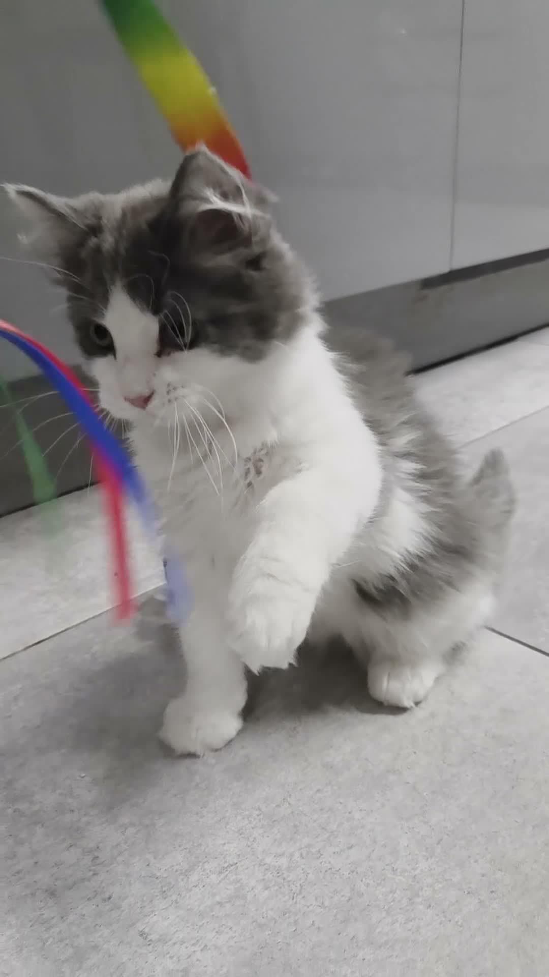 Maine Coon cats for sale: Maincoon Ragdoll Kitten Ready for loving home - Video 3
