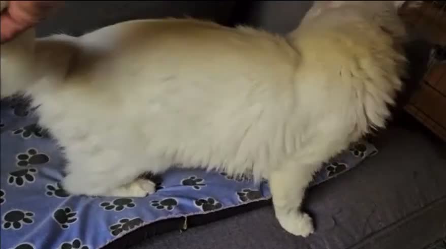 Mixed Breed cats for sale: Darling Dove  - Video 3
