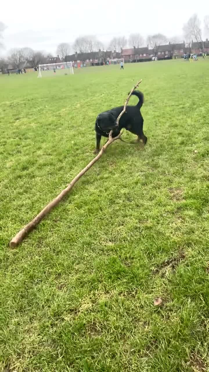 Rottweiler dogs for stud: ⭐️KAGE⭐️ - Video 4