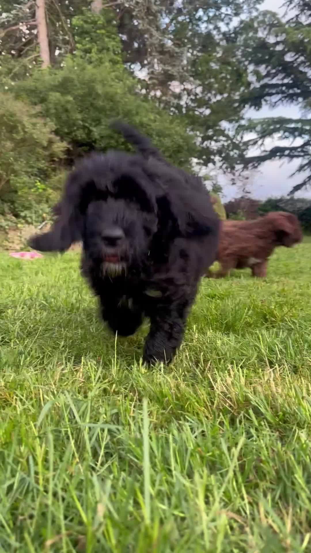 Saint Berdoodle dogs for sale: Premium St Berdoodle Puppies  - Video 2