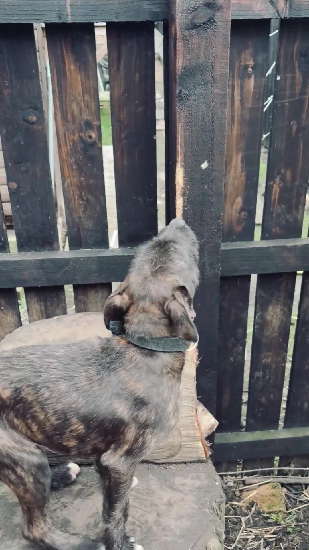 Mixed Breed dogs for sale: 5 months old wheaten terrier x female - Video 4