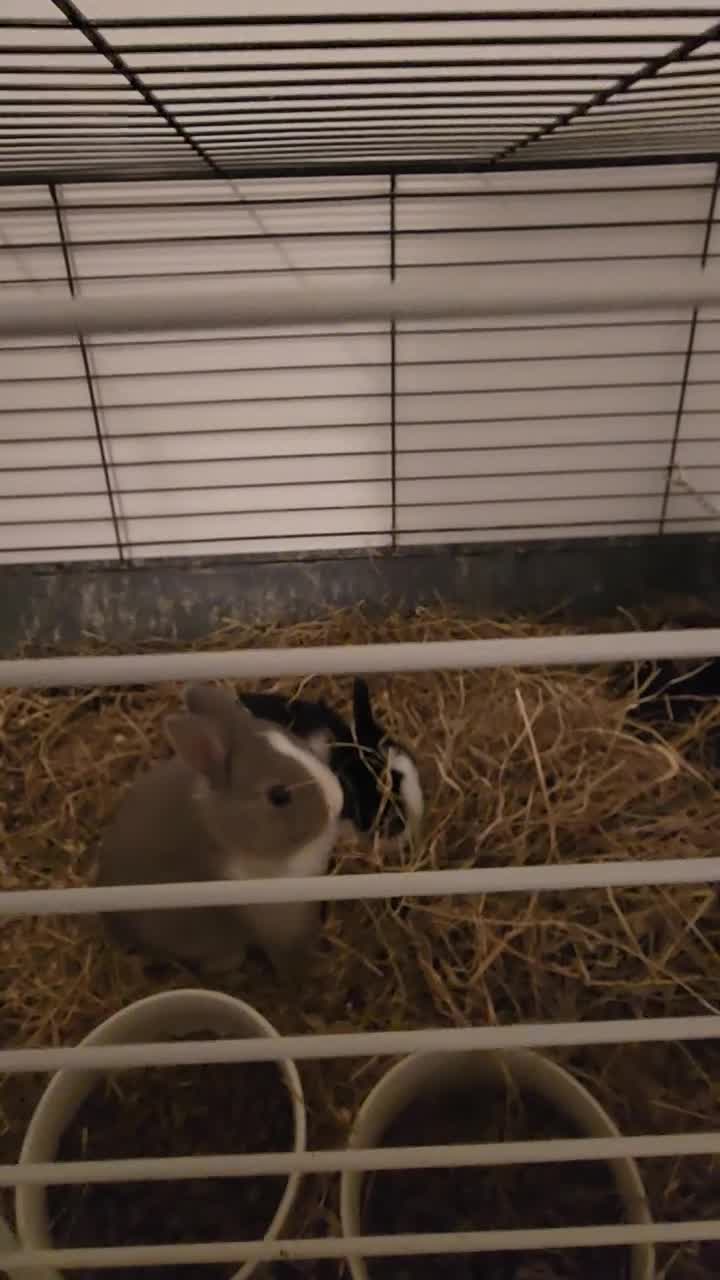 Netherland Dwarf rabbits for sale: Netherland dwarf rabbits  - Video 1
