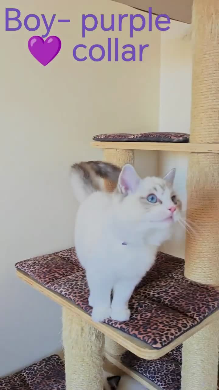 Ragdoll cats for sale: GCCF REGISTERED BEAUTIFUL RAGDOLLS KITTENS  - Video 4