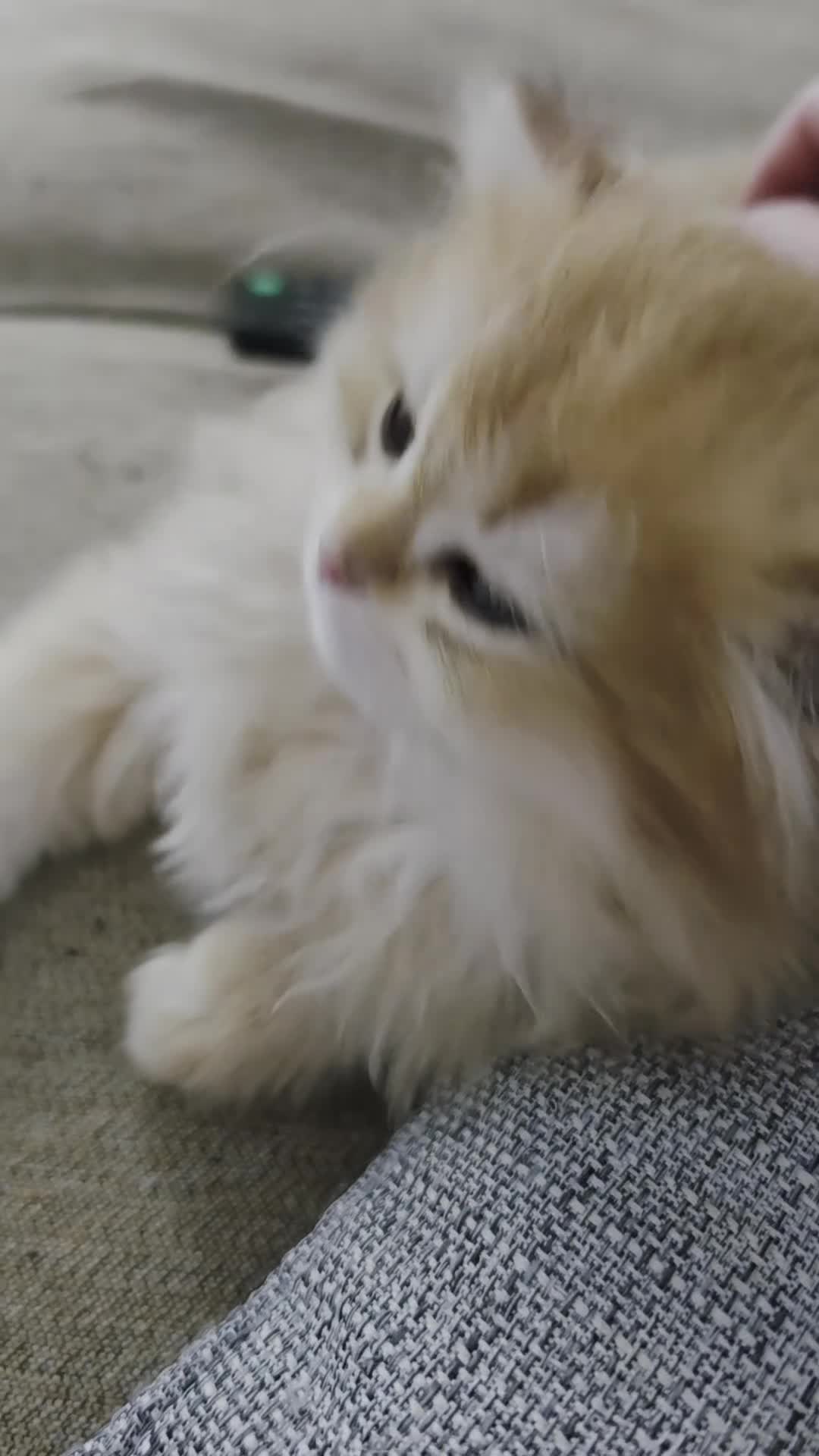 British Shorthair cats for sale: Last 2 kittens looking for forever home❤️ - Video 5