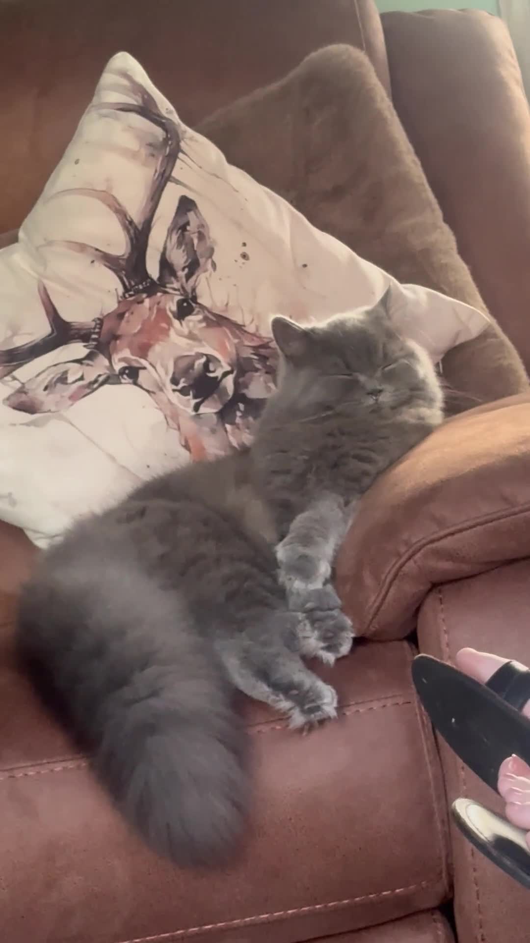 British Longhair cats for sale: British longhair - Video 1