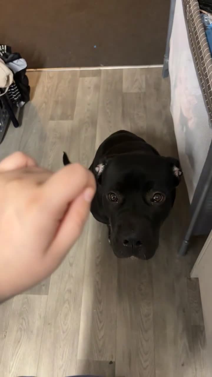 Cane Corso dogs for sale: Beautiful cane corso looking for a new home - Video 2