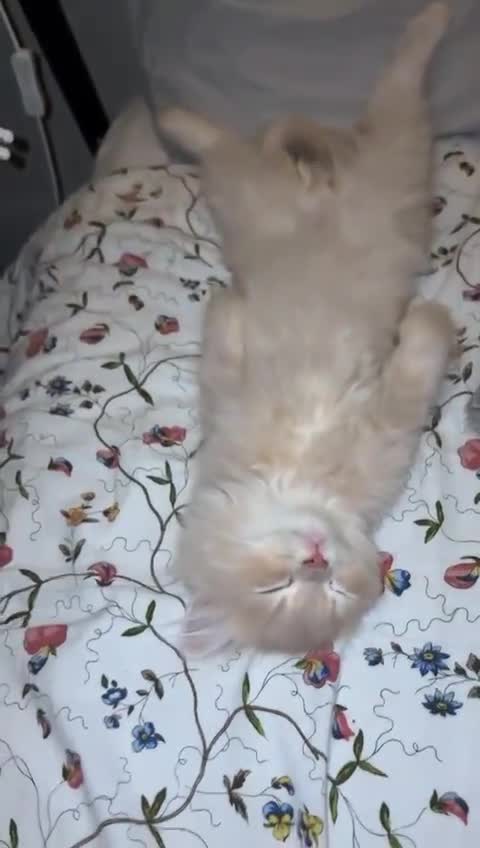 British Longhair cats for sale: Beautiful Creamy Male Kitten 💛 - Video 1