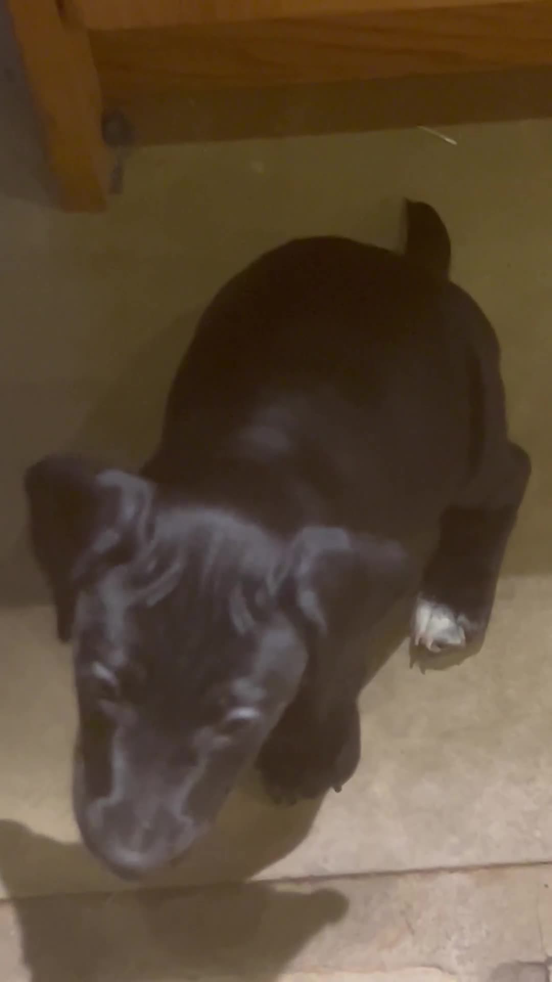 Mixed Breed dogs for sale: READY TO GO! Jack Russell x Cocker Spaniel pups  - Video 1