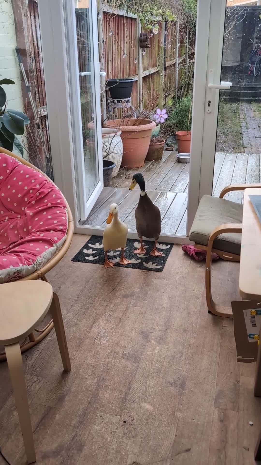 Ducks poultry for sale: Indian Runner Ducks - Mallard Drake & White Hen in Southsea - Video 1