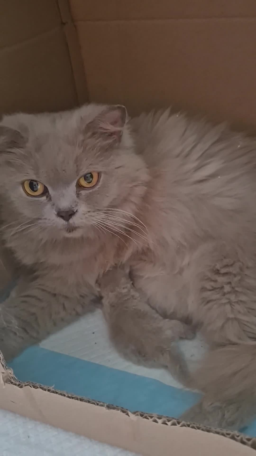 British Shorthair cats for sale: Stunning Russian Bloodline TICA reg kittens - Video 1