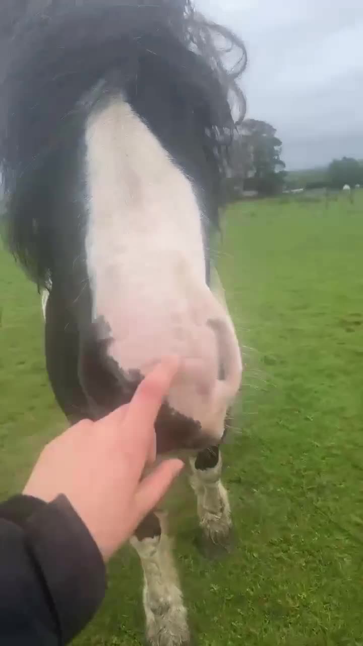 English Warmblood horses for sale: Smartie - Video 1