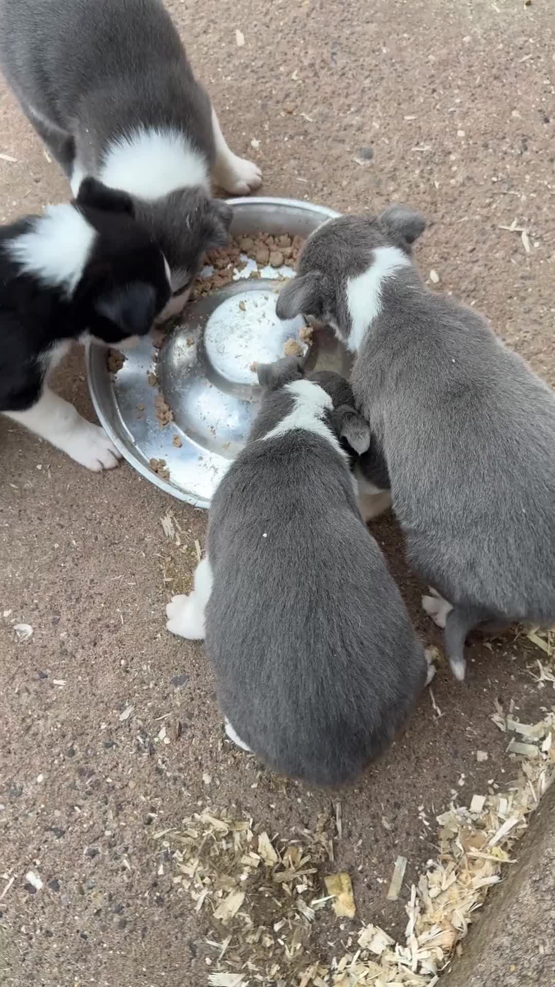 Border Collie dogs for sale: Gorgeous Lilac and white collie pups  - Video 1